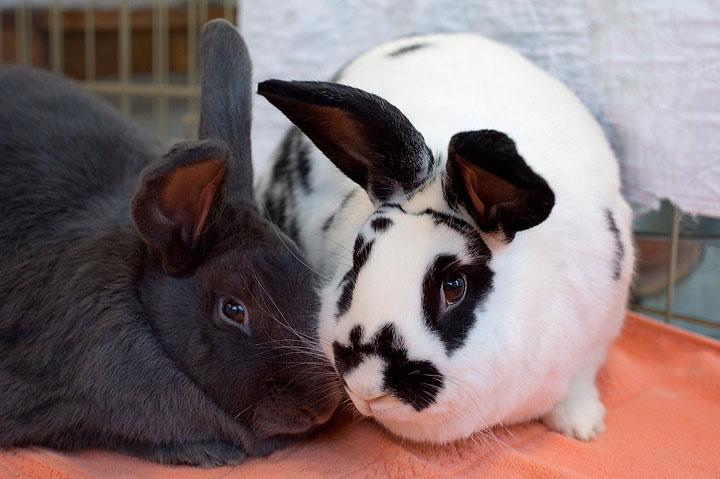 Adoptable Bunnies | Ohio House Rabbit Rescue