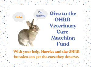 Read more about the article Double Your Impact for Bunnies Like Harriet – Every Donation Matched!